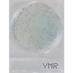 Compact Dry YMR - Hefen+Pilze