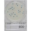 Compact Dry ECO - Nachweis E.coli