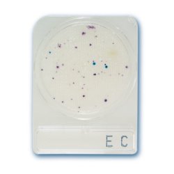 Compact Dry EC - Nachweis E.coli und Coliforme