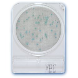 Compact Dry X-BC - Bacillus Cereus