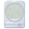 Compact Dry X-SA - Staphylococcus aureus